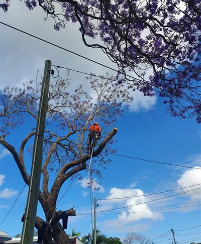 A1 Treez Tree Removal