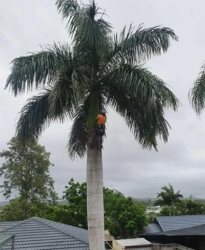 A1 Treez Tree Pruning & Trimming