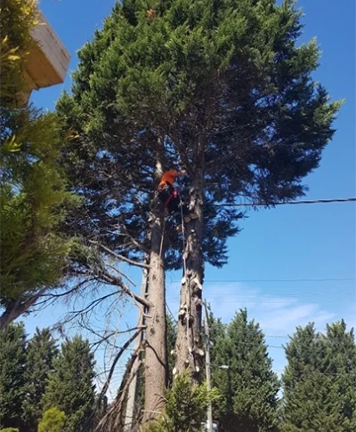 A1 Treez Emergency Removal